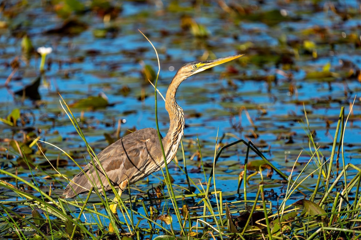 Purple Heron - ML638135766
