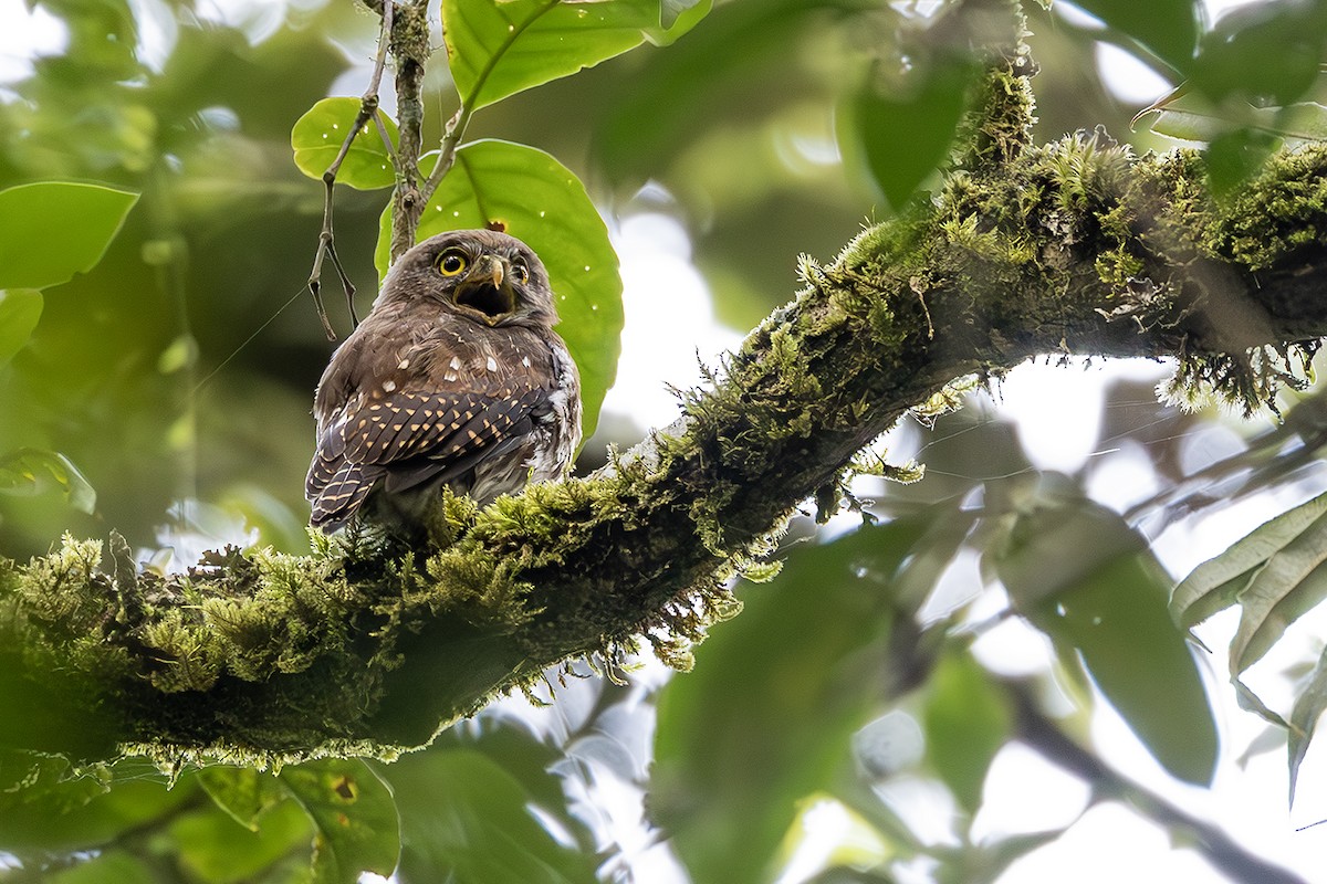 Sunda Owlet - ML638135803