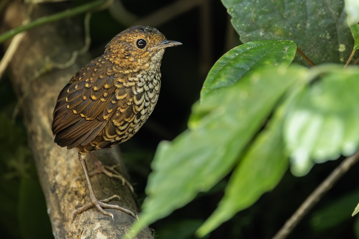 Pygmy Cupwing - ML638135828
