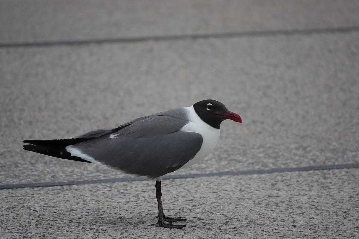 Antxeta mokogorri amerikarra - ML638135833