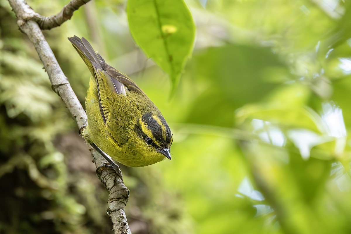 Mountain Leaf Warbler - ML638135835