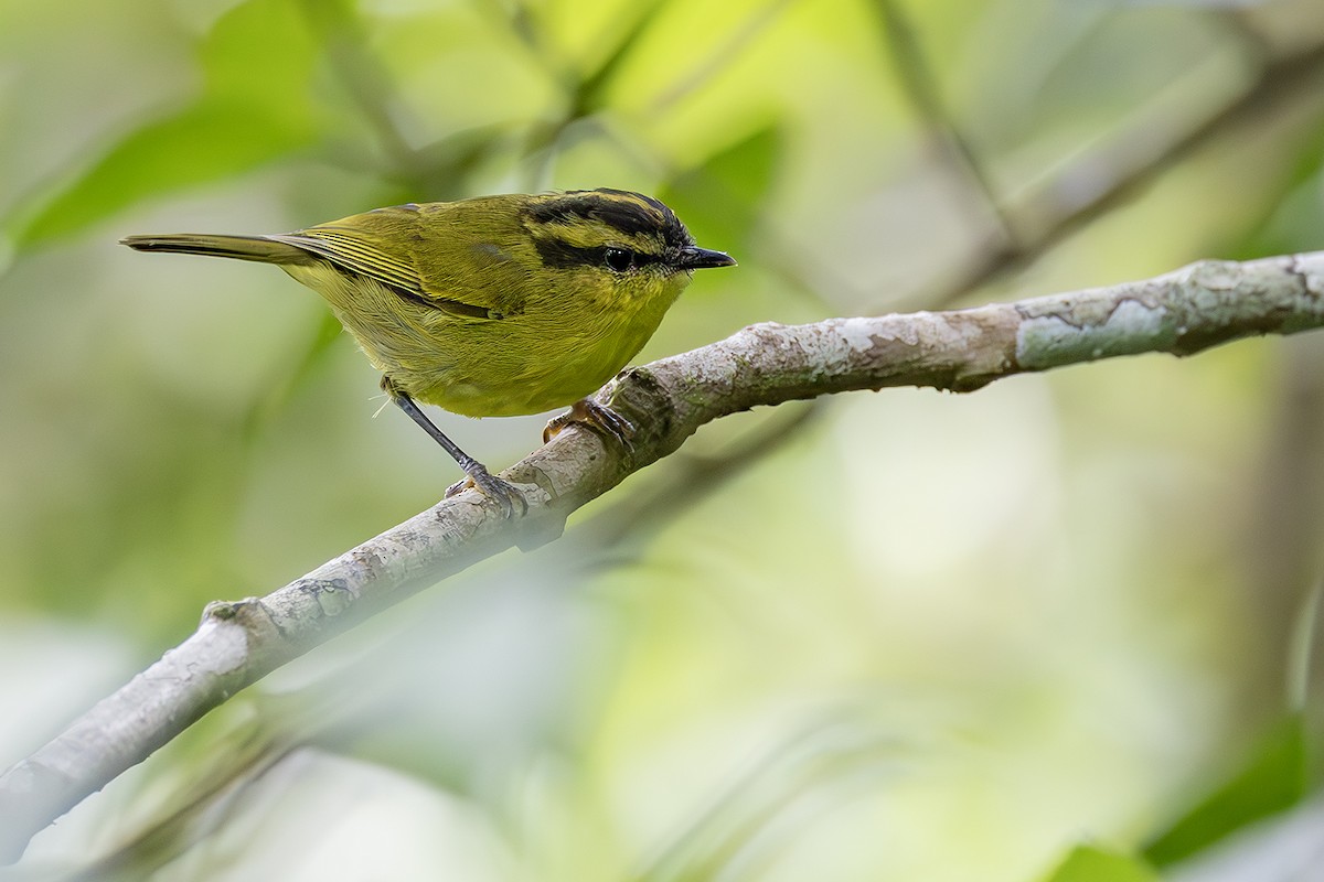Mountain Leaf Warbler - ML638135840