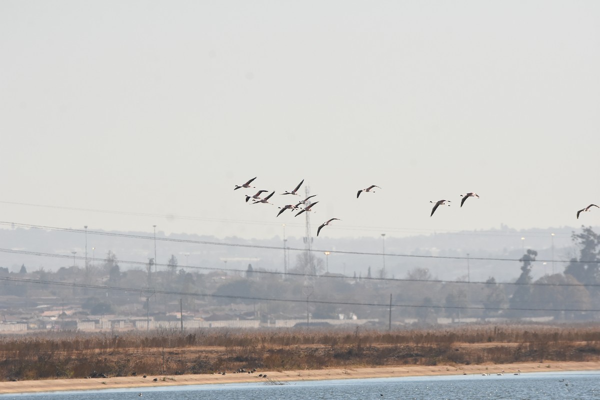 Lesser Flamingo - ML638135846