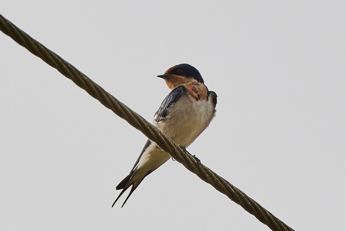 Ethiopian Swallow - ML638135850