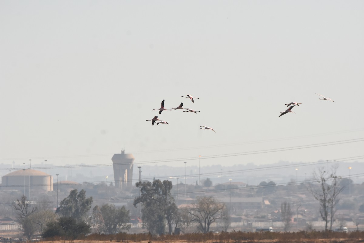 Lesser Flamingo - ML638135851