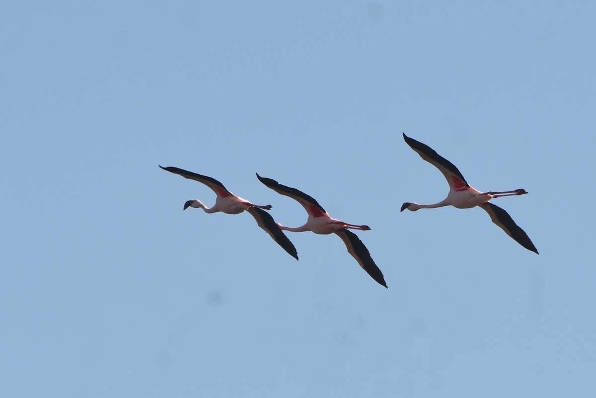 Lesser Flamingo - ML638135871