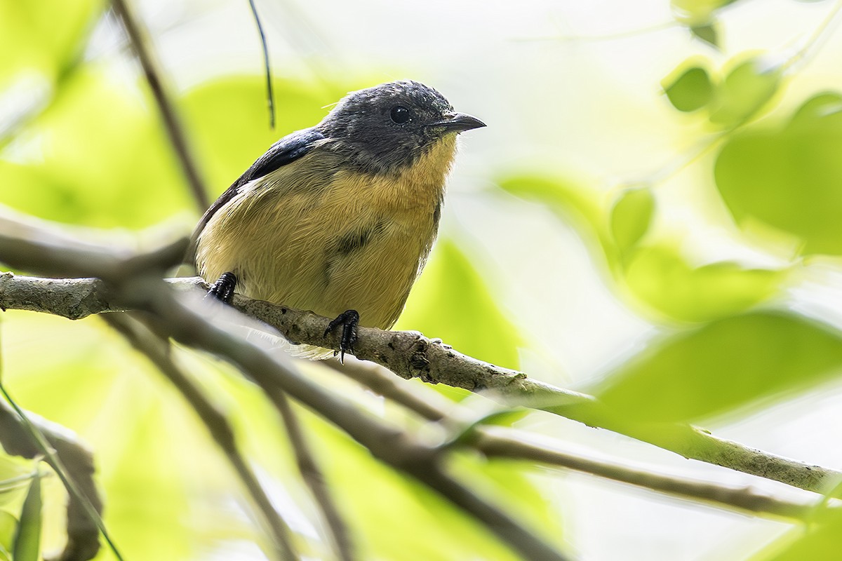 Sumatran Flowerpecker - ML638135877