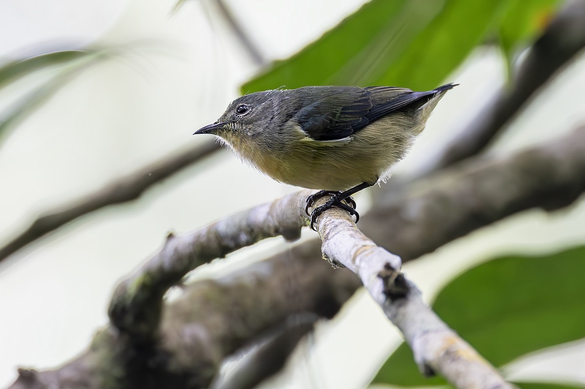 Sumatran Flowerpecker - ML638135878