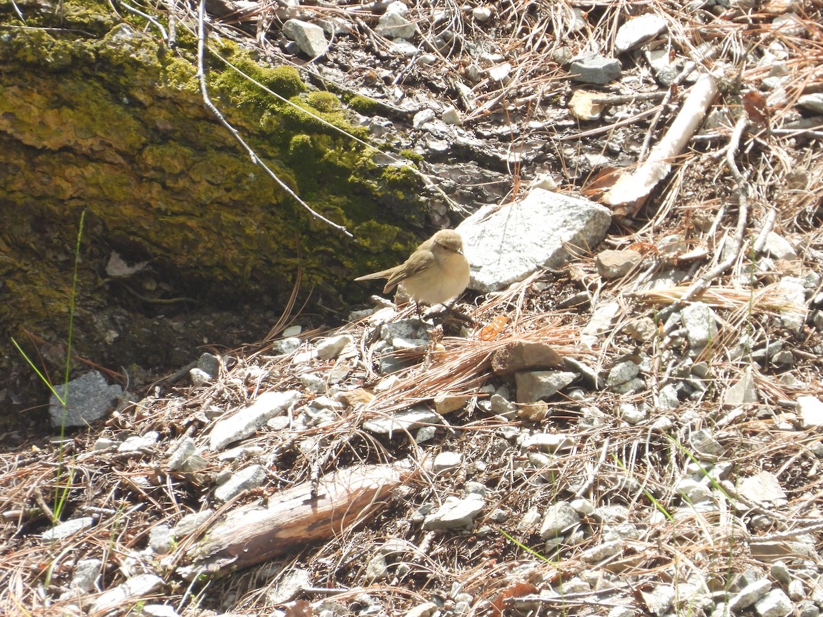 Mountain Chiffchaff - ML638135941