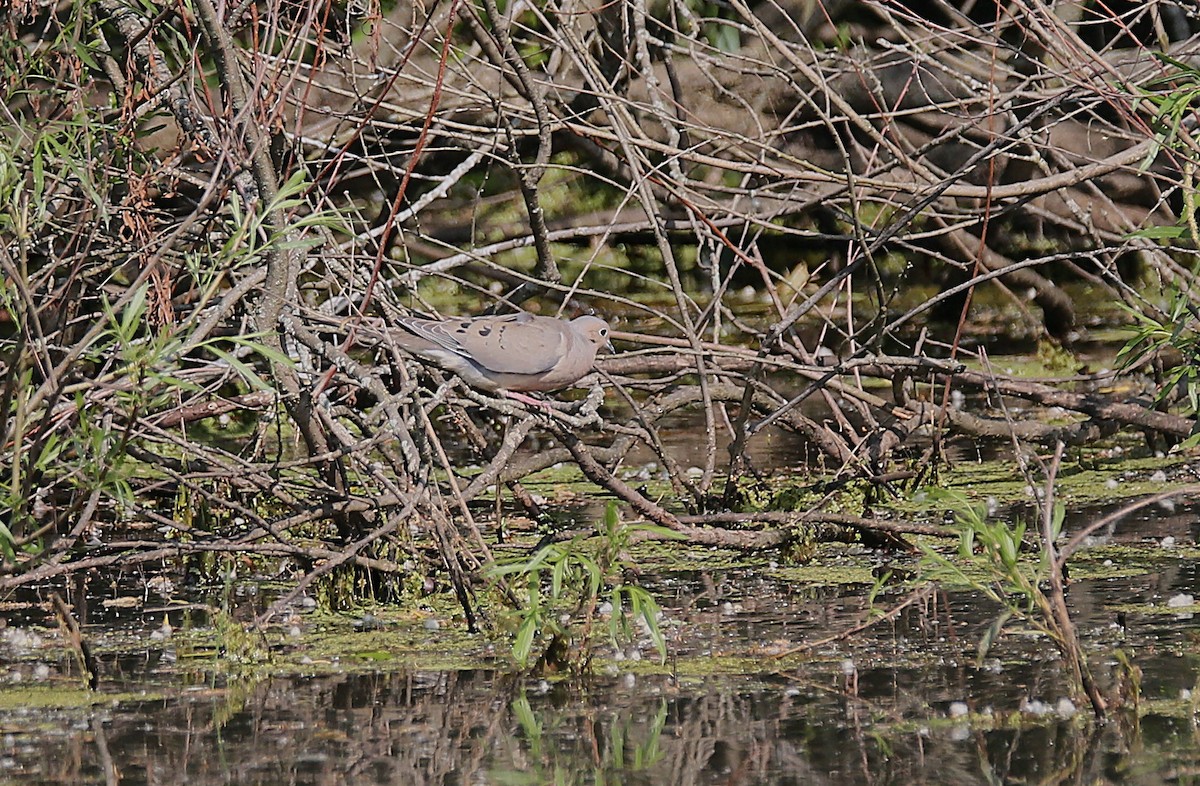 Mourning Dove - ML638135978