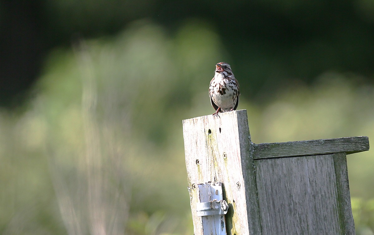 Song Sparrow - ML638136000