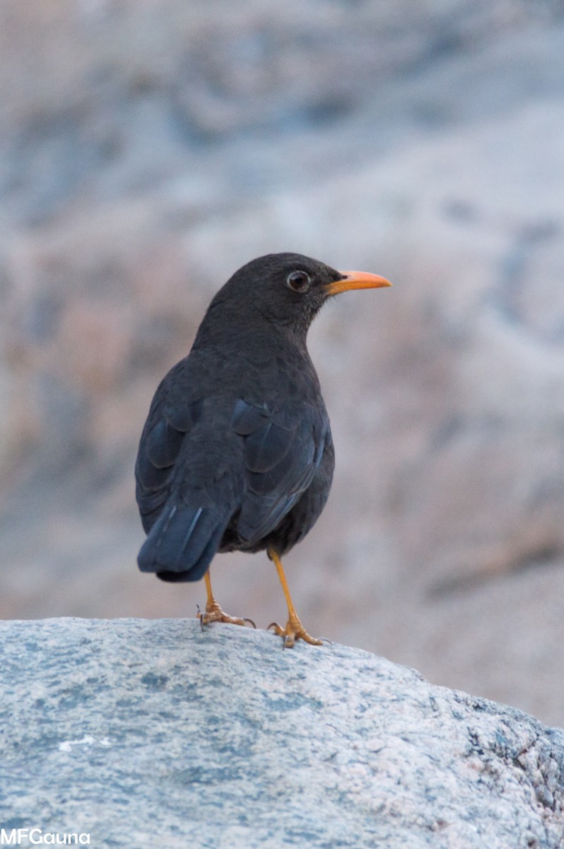 Chiguanco Thrush - ML638136015