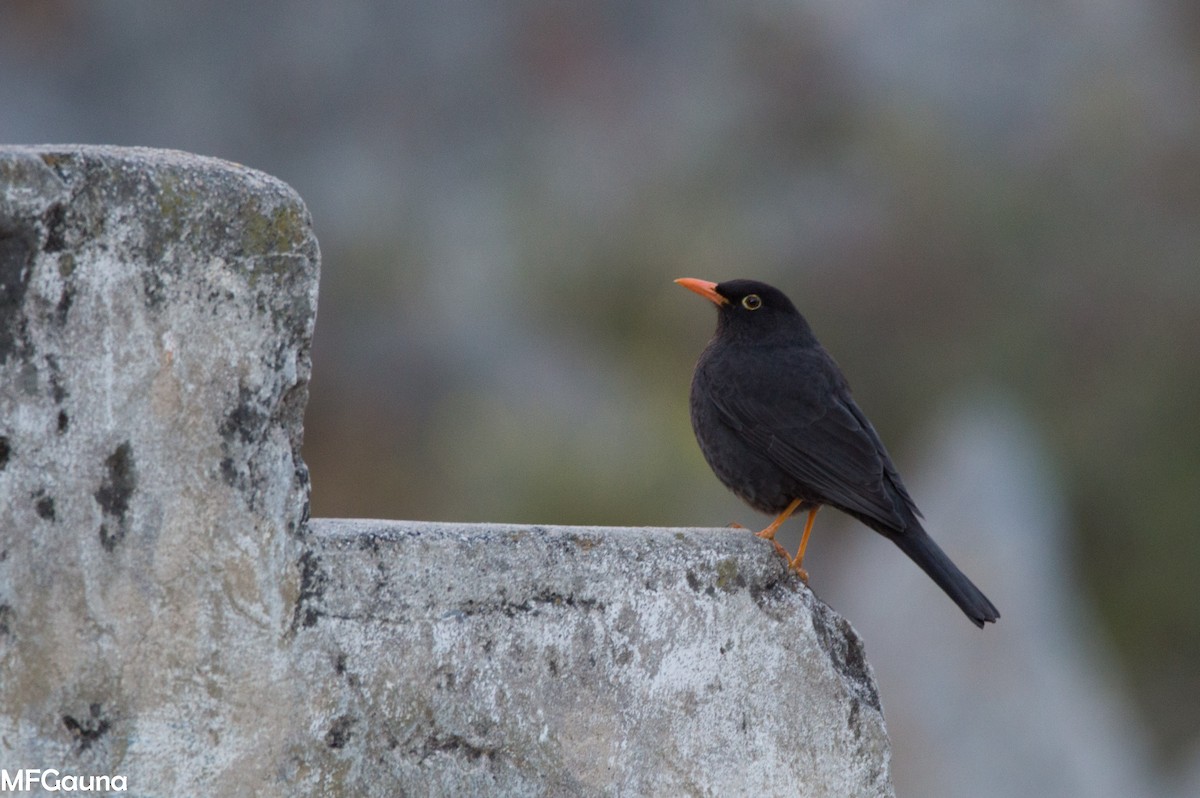Chiguanco Thrush - ML638136016