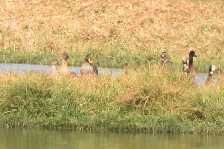 Fulvous Whistling-Duck - ML638136018