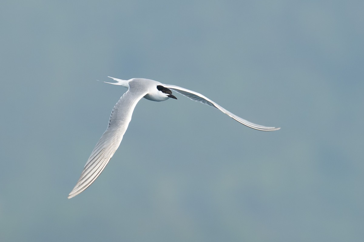 Sumru (longipennis) - ML638136033