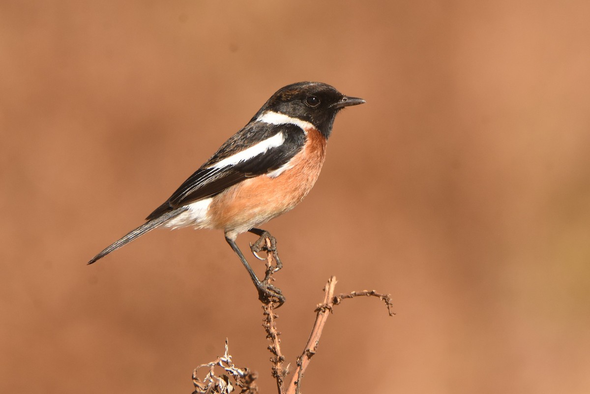African Stonechat (African) - ML638136034