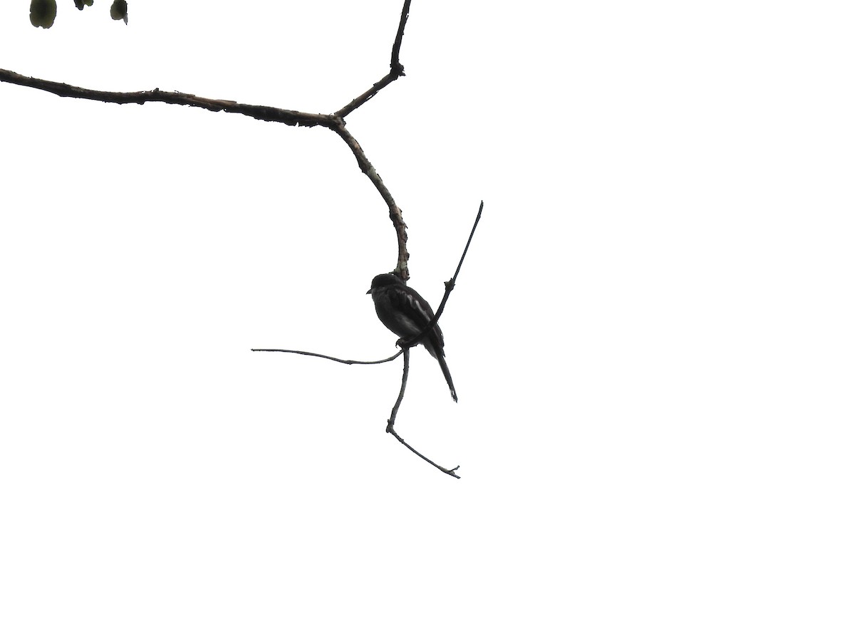 Bar-winged Flycatcher-shrike - ML638136036