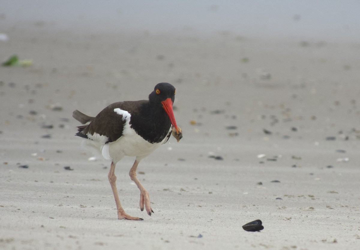 American Oystercatcher - ML638136038
