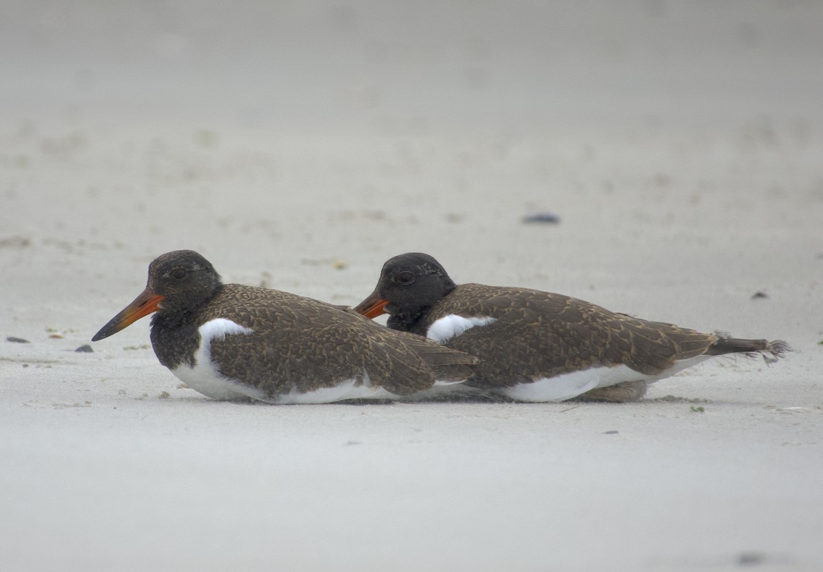 American Oystercatcher - ML638136039