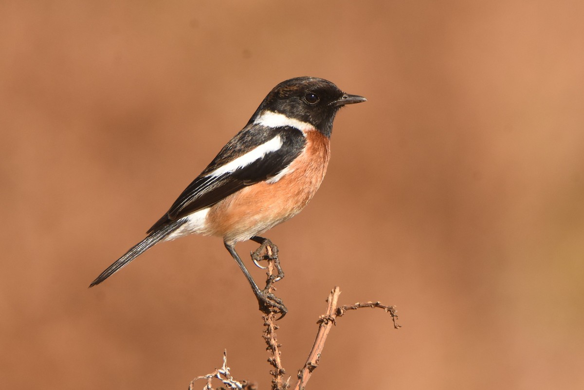 African Stonechat (African) - ML638136041
