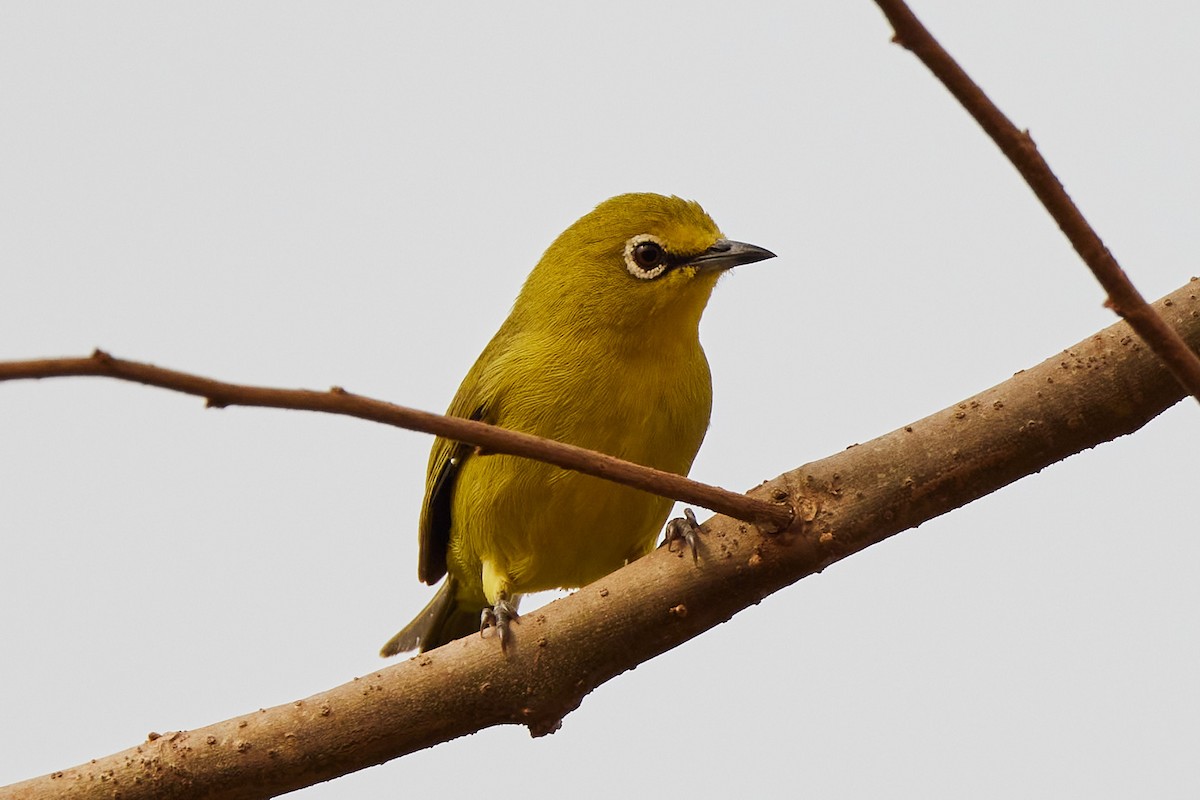 Northern Yellow White-eye - ML638136042