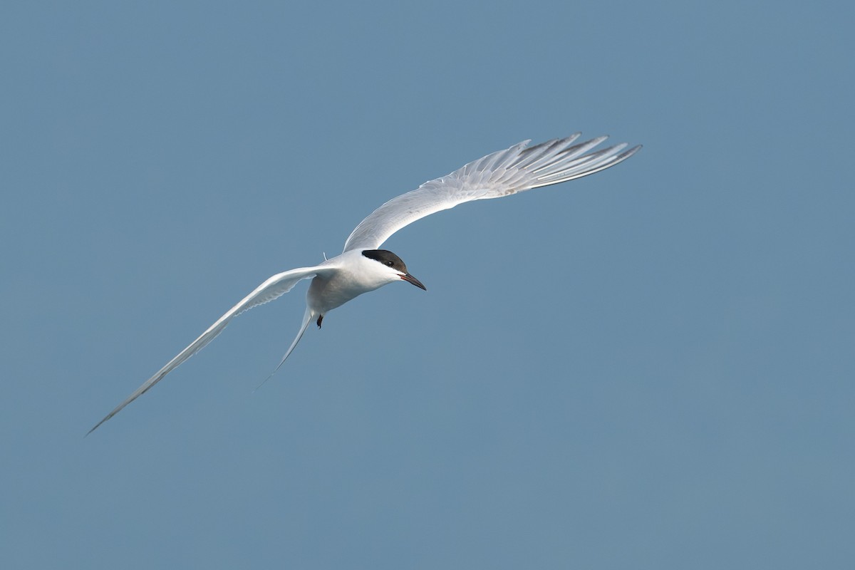 Sumru (longipennis) - ML638136047