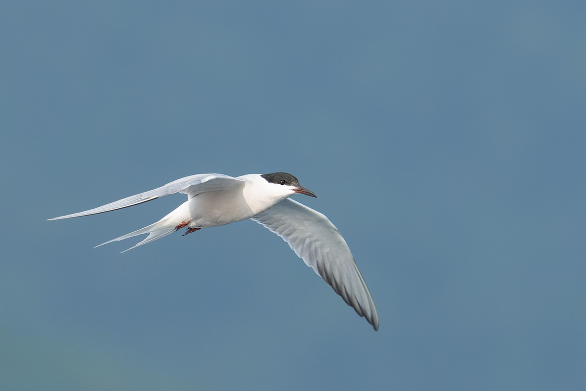 Sumru (longipennis) - ML638136049