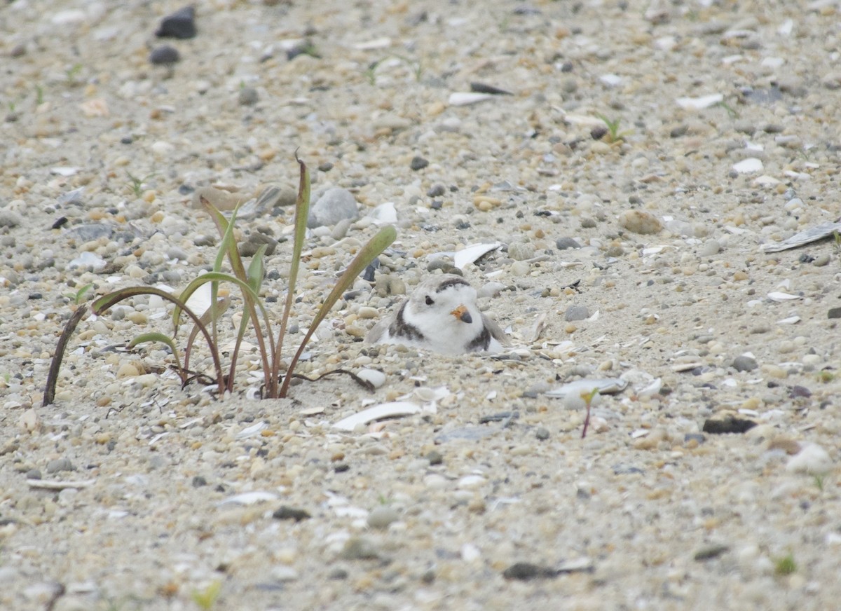 Piping Plover - ML638136058