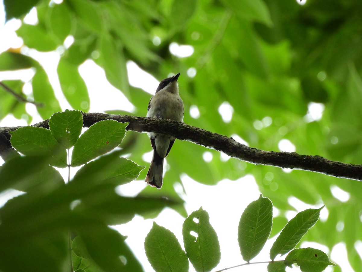 Bar-winged Flycatcher-shrike - ML638136059