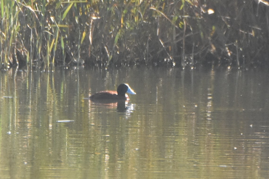 Maccoa Duck - ML638136060