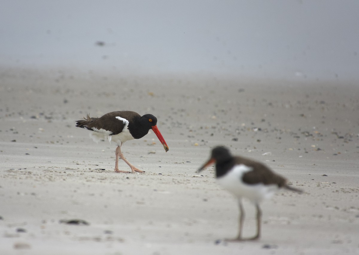 American Oystercatcher - ML638136094
