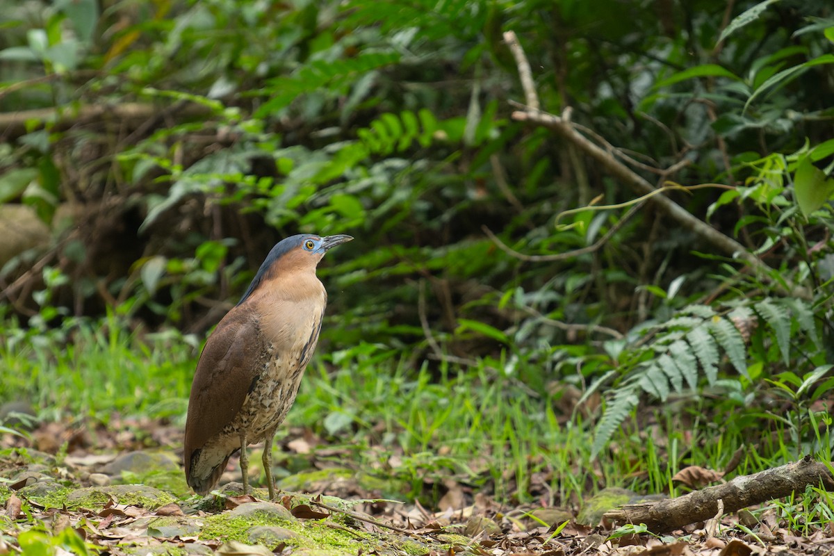 Malayan Night Heron - ML638136108