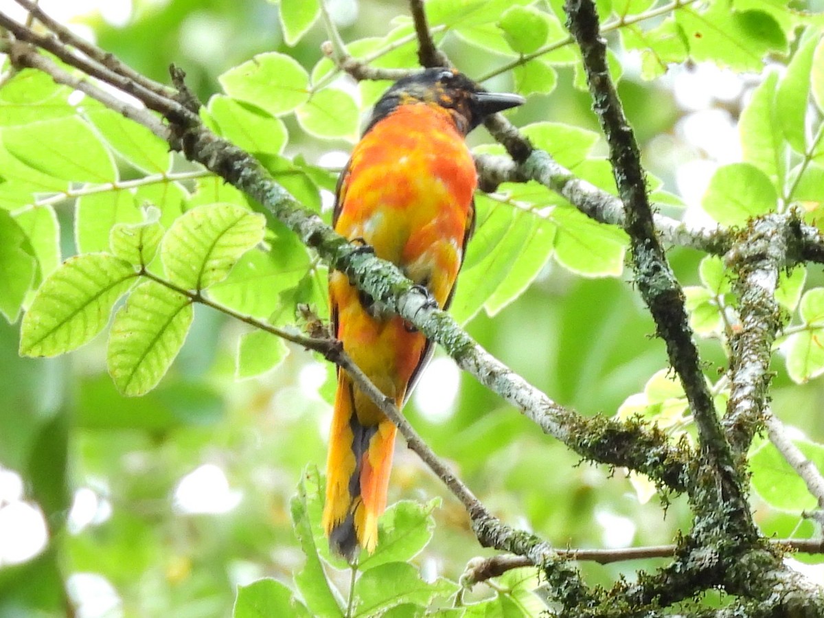 minivet sp. (red minivet sp.) - ML638136132