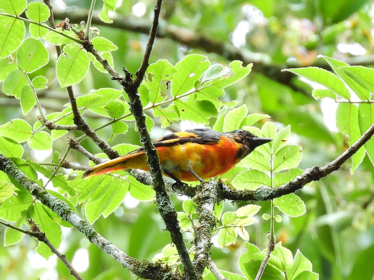 minivet sp. (red minivet sp.) - ML638136133