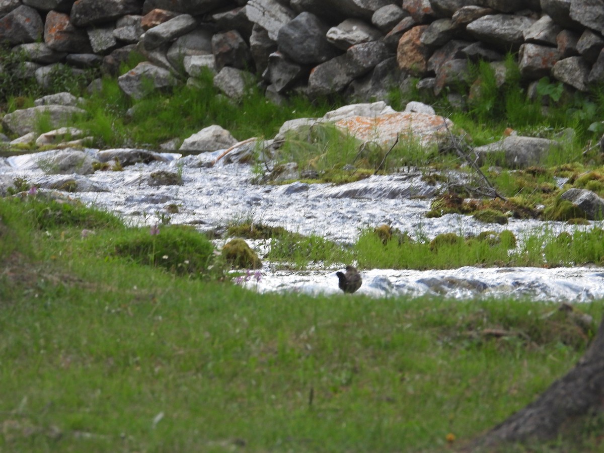 Brown Dipper - ML638136143