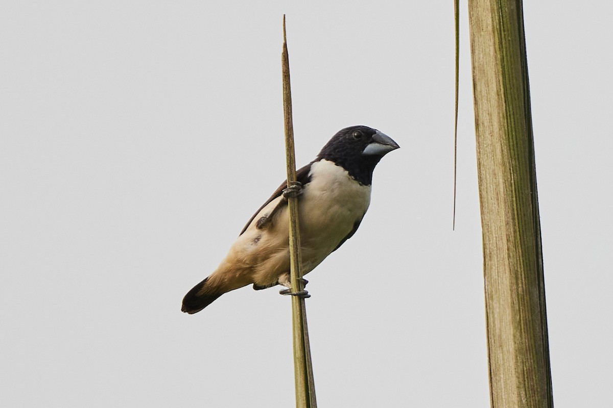 Magpie Mannikin - ML638136155