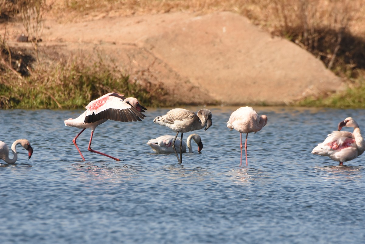 Lesser Flamingo - ML638136160