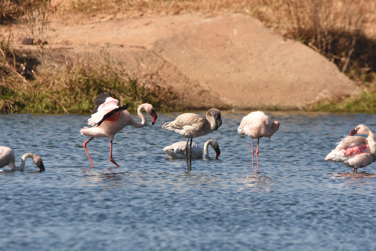 Lesser Flamingo - ML638136165