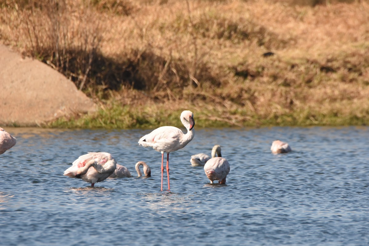 Lesser Flamingo - ML638136167