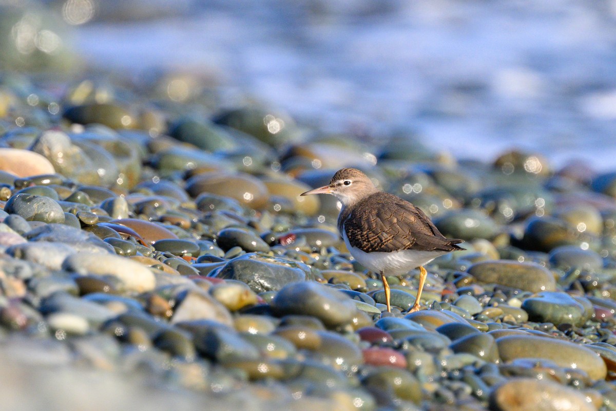 Spotted Sandpiper - ML638136173