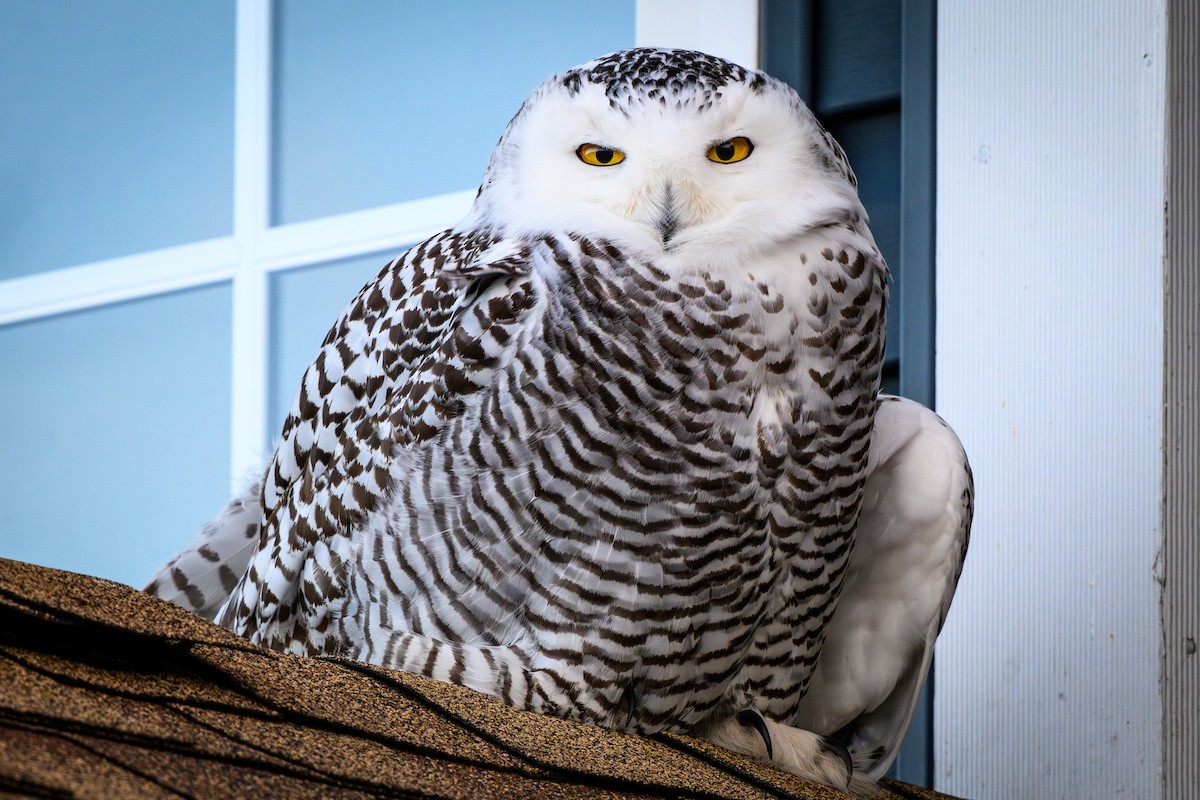 Harfang des neiges - ML638136183