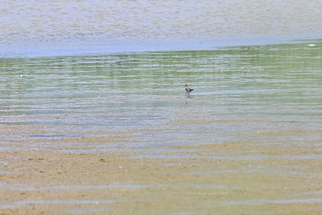 Wood Sandpiper - ML638136188