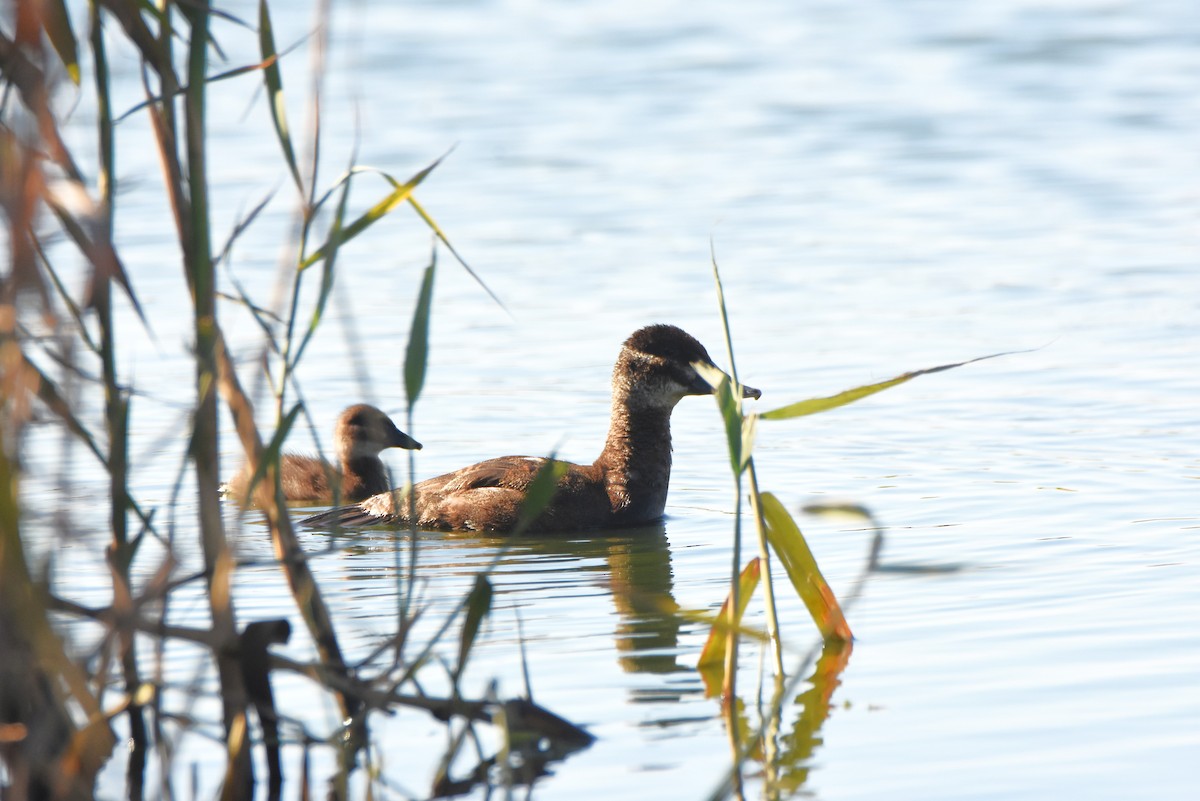 Maccoa Duck - ML638136199