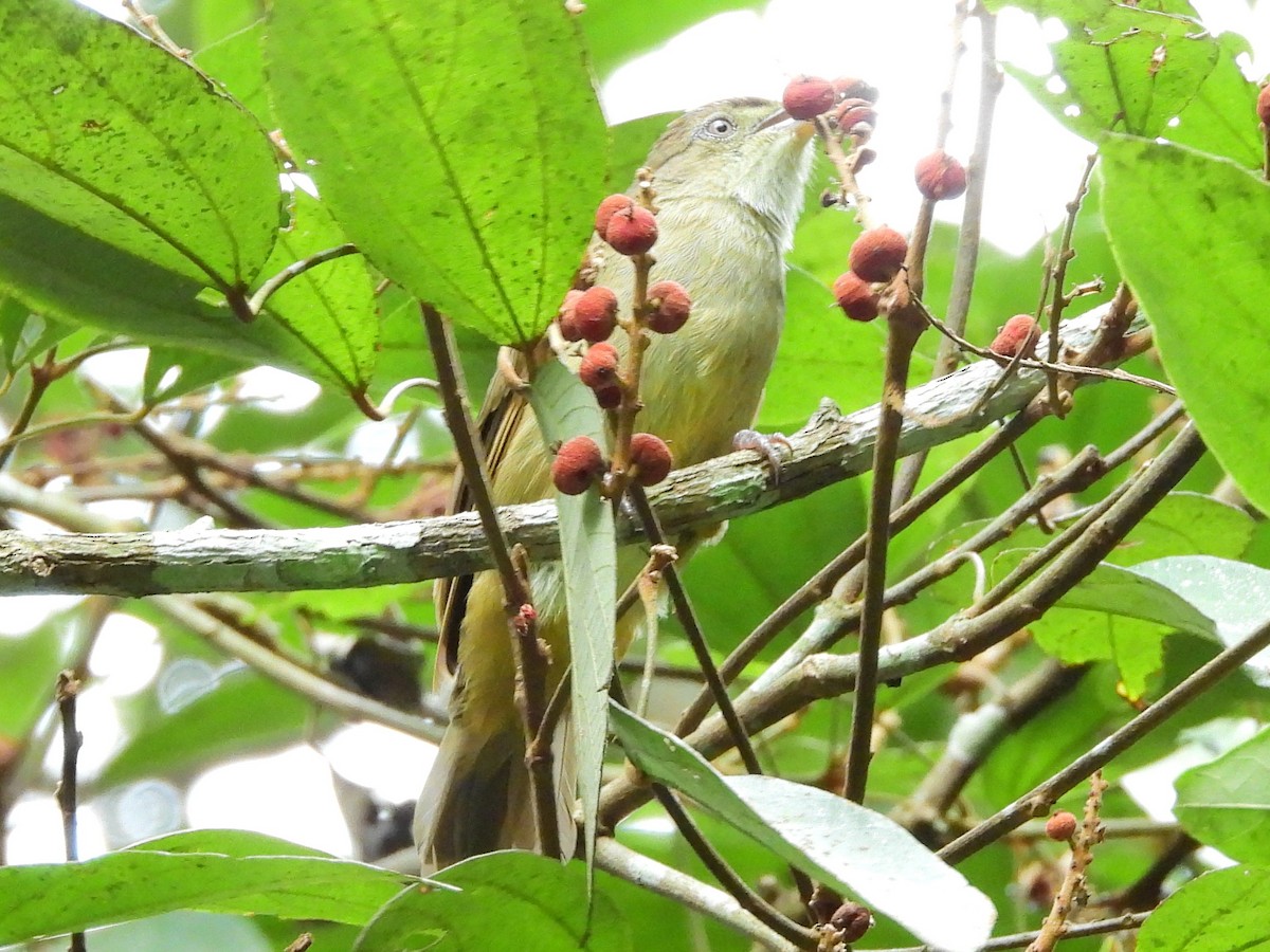 Olive Bulbul - ML638136200