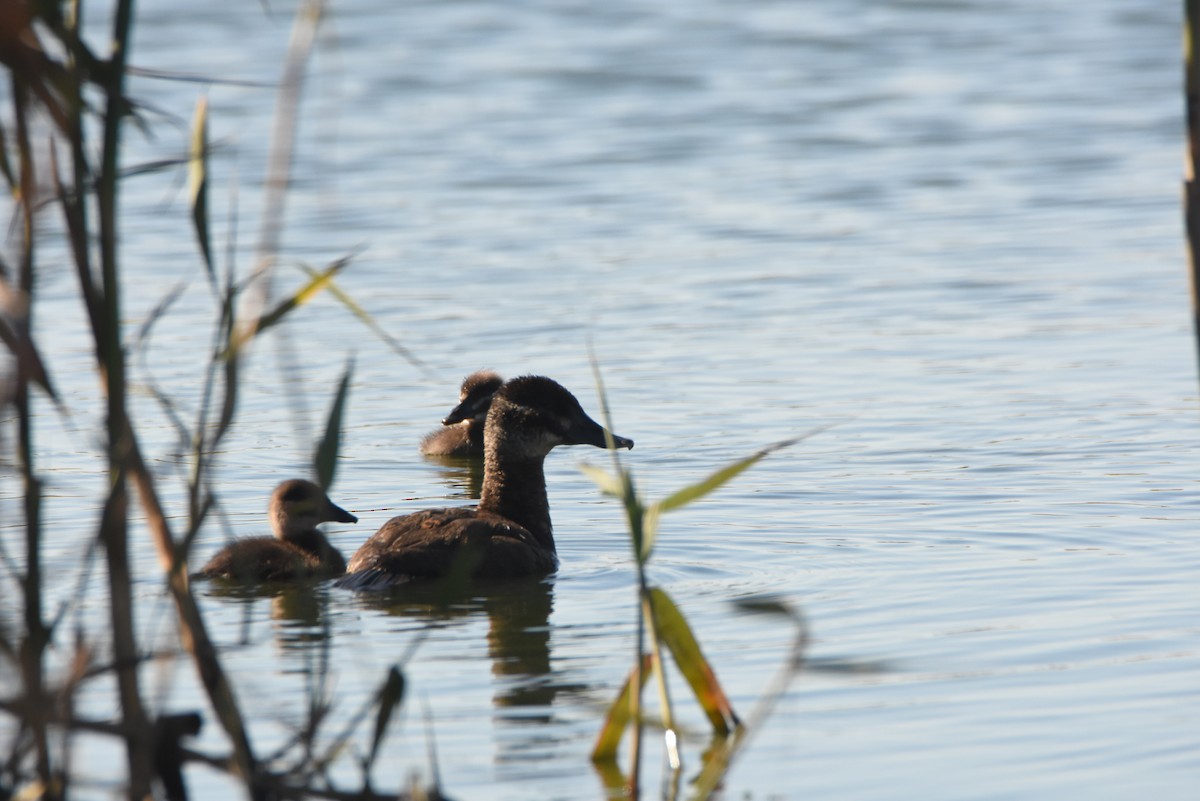 Maccoa Duck - ML638136203