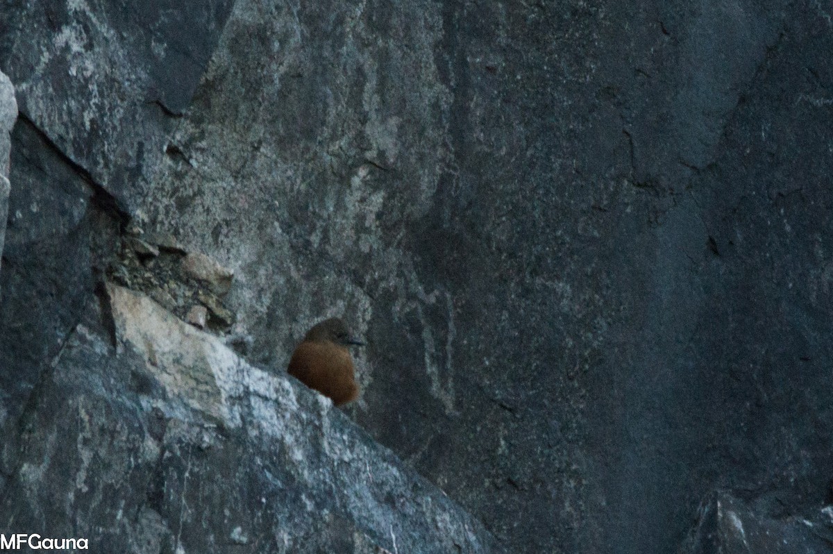Cliff Flycatcher - ML638136204