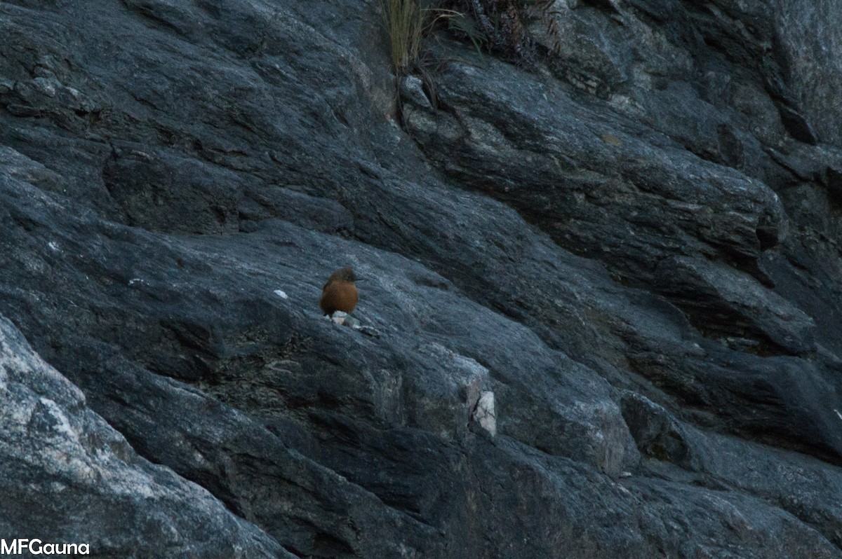 Cliff Flycatcher - ML638136205