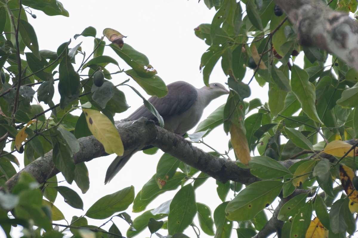 Mountain Imperial-Pigeon - ML638136207