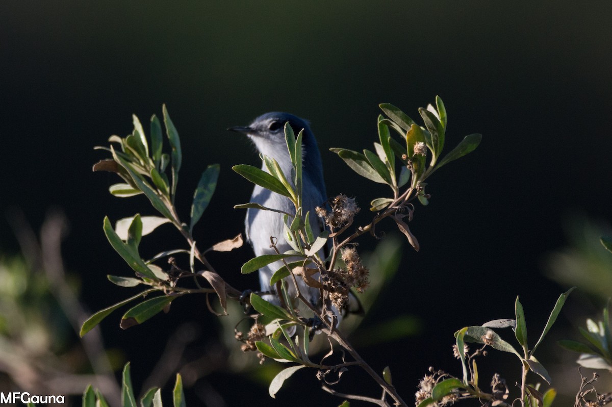 Masked Gnatcatcher - ML638136221