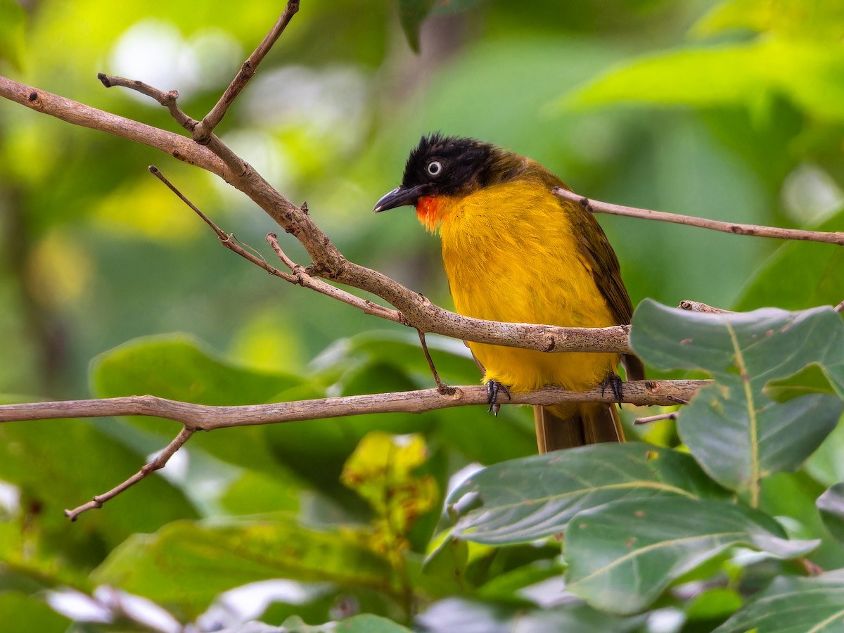 Flame-throated Bulbul - ML638136248